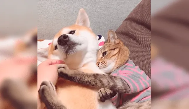 En YouTube, un gato aplicó un curioso método para alejar a su dueña porque quería quedarse al lado de su amigo.