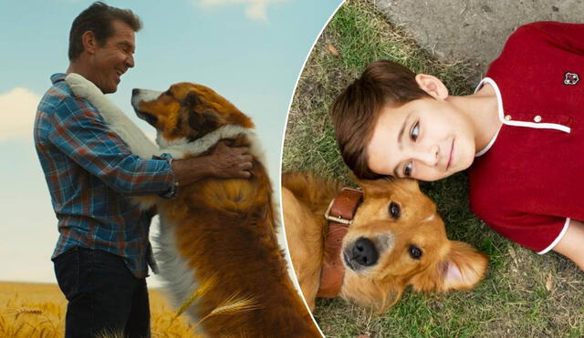 "La razón de estar contigo" está en Netflix y es una de las películas más emotivas sobre perros que se pueden encontrar en la plataforma. Foto: composición/Universal Pictures