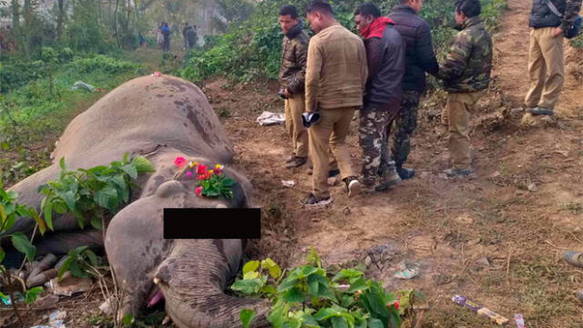 Dos elefantes murieron atropellados por un tren y pasajeros los despiden en un funeral [FOTOS]
