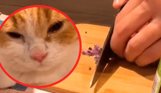 Vía Facebook: 'Gato cocinero' ayuda a su amo a cortar cebollas y termina llorando