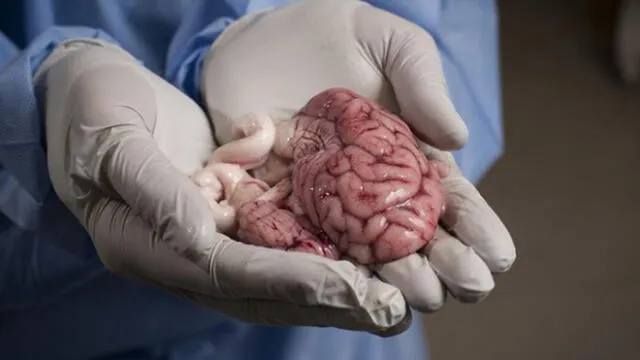 Científicos logran mantener con vida cerebro de roedor