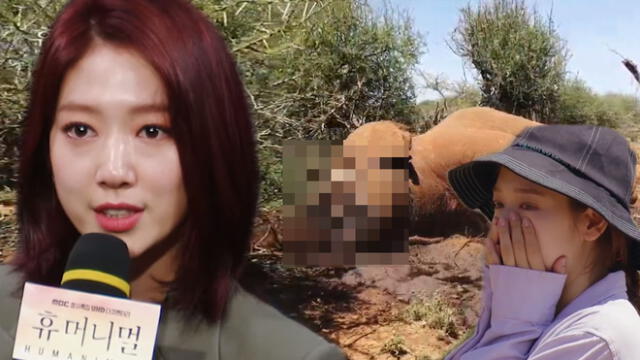 Park Shin Hye rompe en llanto al contar su experiencia sobre la caza ilegal de elefantes [VIDEO]