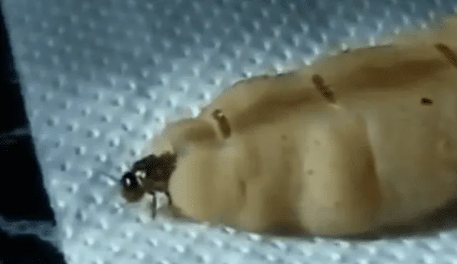 Vía YouTube: hormiga reina da a luz a miles de crías y aterra a miles [VIDEO]