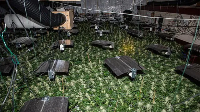 Incautan 2 mil plantas de marihuana cultivadas en sala de juegos abandonada [FOTOS]