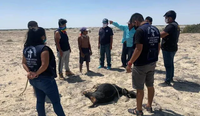 Durante patrullaje ronderos capturaron a abigeos