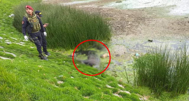 Puno: hallan cadáver de un varón a orillas del lago Titicaca [VIDEO]