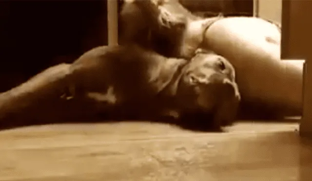 YouTube viral: joven entrena a su perro para que la auxilie ante ataques de epilepsia [VIDEO] 