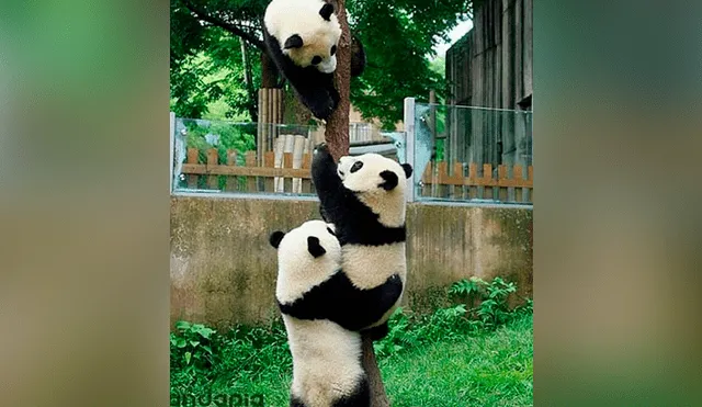 Instagram: traviesos pandas hacen lo imposible para pedirle a su cuidadora que los alimente [FOTOS]