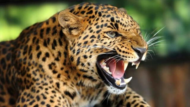 Mujer fue atacada por un jaguar cuando saltó la barrera para tomarse un 'selfie'