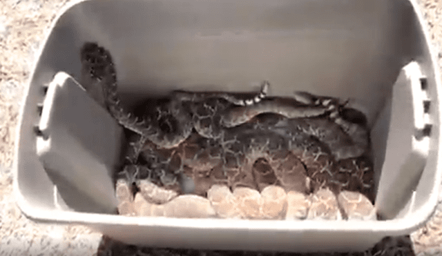 Facebook: decenas de espeluznantes serpientes vivían debajo de su casa sin que él lo supiera [VIDEO]