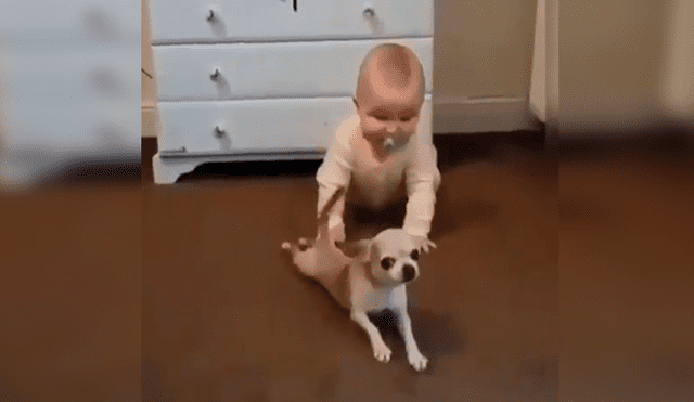 YouTube viral: Señora descubre el preciso instante que perro enseña gatear a su bebé [VIDEO]