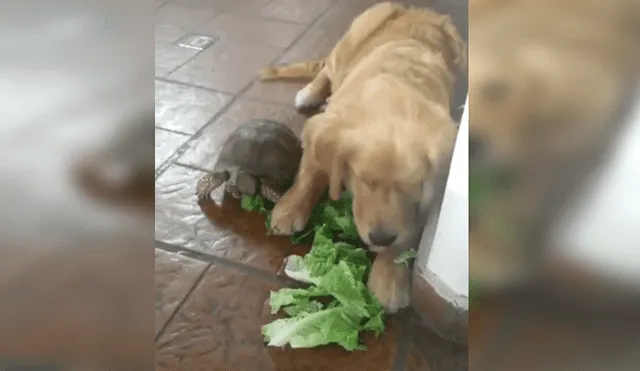 Facebook viral: perro se hace amigo de tortuga y aprende a comer lechuga [VIDEO]