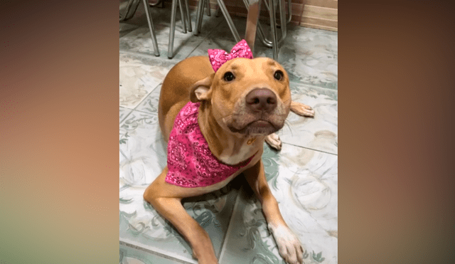 Desliza las imágenes para ver el increíble cambio que experimentó este presunto perro ‘pitbull’. Fotocapturas: Caroline Bittencourt/TikTok