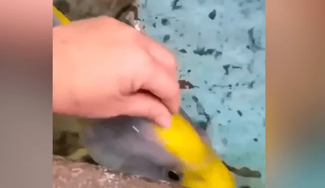 YouTube viral: hombre acaricia a extraño pez y este enternece al comportarse como una ‘mascota’
