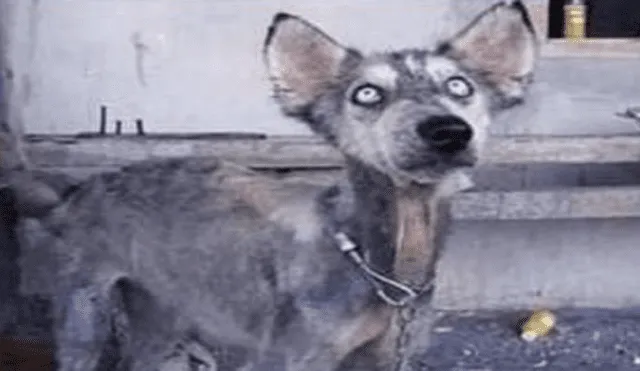 Facebook Viral: rescata a perro callejero enfermo y luego de cuidarlo descubre su gran secreto [FOTOS]