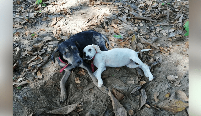 Desliza para ver el aspecto actual de este perro que se volvió 'famoso' en Facebook. Foto: Captura.