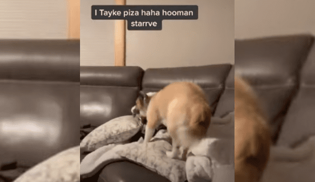 Video es viral en TikTok. El can no soportó que su dueña le negara un bocado de pizza e hizo de todo para quitárselo.