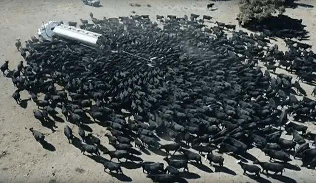 En YouTube: mira como un conjunto de vacas rodean cisterna por sequía en Australia