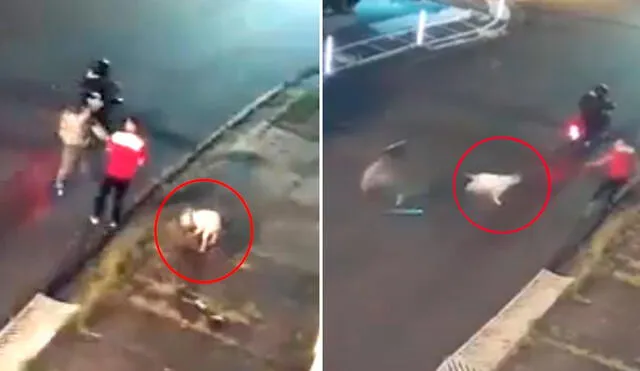 El animal sufrió una herida en una de sus extremidades y tuvo que someterse a una amputación. Foto: captura/Twitter @MrElDiablo8