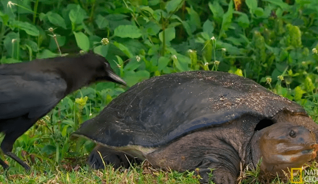 La tortuga tomó una radical decisión cuando vio que el cuervo le picaba el caparazón. Foto: National Geographic