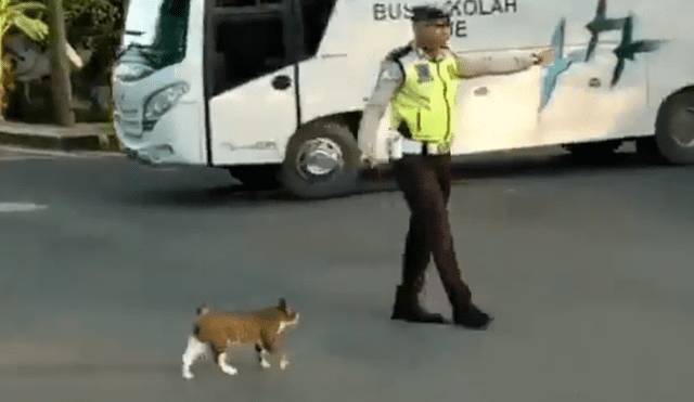 Facebook: policía de tránsito ayuda a cruzar la pista a un gatito y video asombra [VIDEO] 