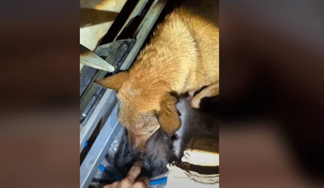 Video es viral en Facebook. La perra fue hasta la casa de un hombre para que le ayude a sacar a sus crías de un agujero en la tierra que estaba a punto de inundarse. Fotocaptura: YouTube