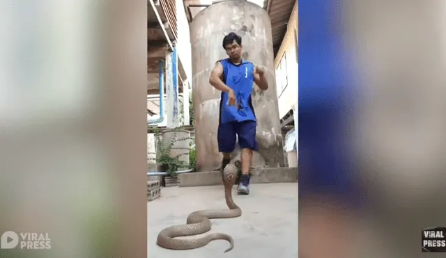 Desliza hacia la izquierda para ver el inusual baile que hizo el hombre para hipnotizar a una serpiente. Video viral de YouTube.