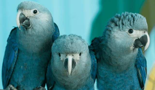 El guacamayo azul que inspiró película Río habría desaparecido de su hábitat