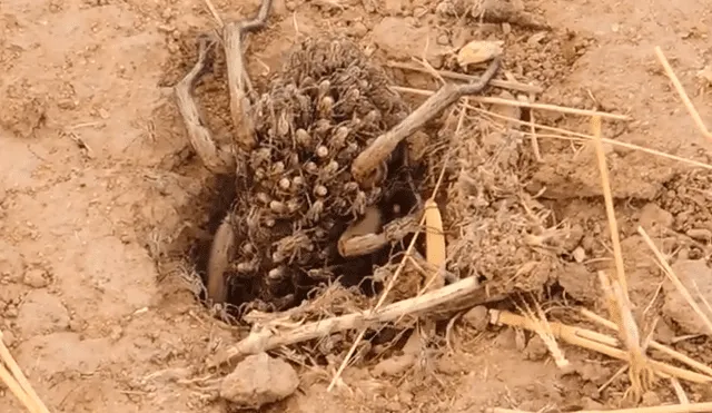 Un video viral registró el momento en que una araña hembra cargó a sus crías para cazar.