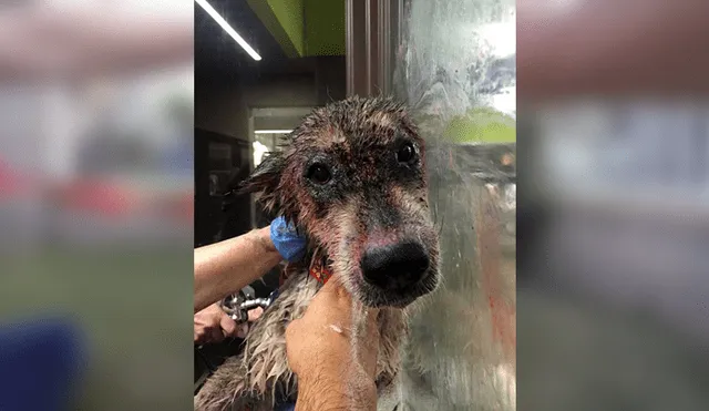 Desliza para ver las fotos de este perro que enamoró a todos en Facebook. Foto: Captura.