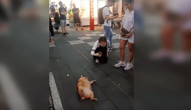 Video es viral en Facebook. Las personas que pasaban al costado del felino no dejaban de tomarle fotos, expresando su asombro por su peculiar conducta