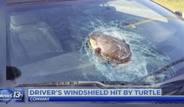 EEUU: Tortuga 'voladora' destruye parabrisas y chófer vive para contarlo
