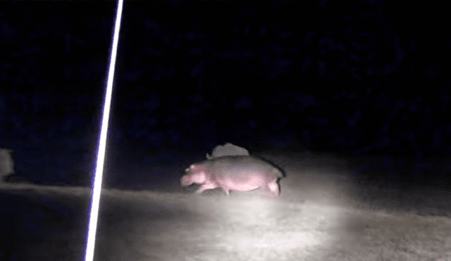 YouTube viral: Hipopótamo ataca a rinoceronte y este se venga de la peor forma [VIDEO] 