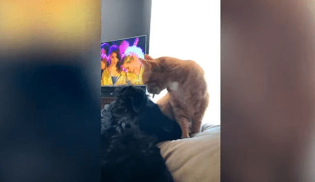 Desliza las imágenes para conocer el emotivo momento que protagonizaron un perro junto a un gato.