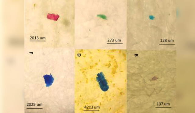 Microplásticos, clasificados según el color, hallados en los peces. Fotos: José Iannacone