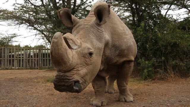 Clonarían con células madres al último rinoceronte blanco fallecido