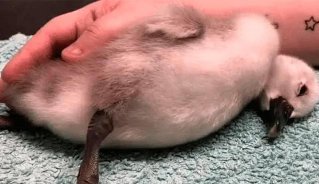 Cisne bebé no soportó el severo daño cerebral que sufrió y murió. Foto: Twitter