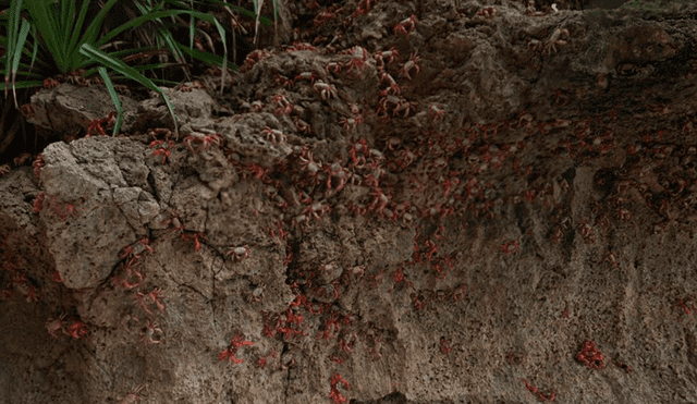 Google Maps: cámaras cantan a miles de cangrejos atacando a una muchacha [FOTOS]