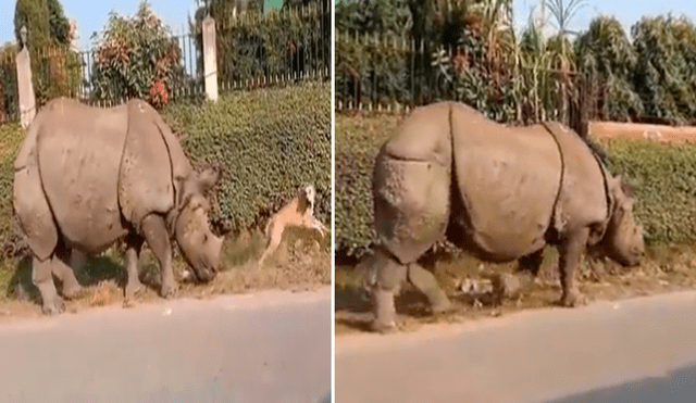 El perrito se llevó tremendo susto al ver a un rinoceronte parado a un costado de él. Foto: composición LR/captura de Facebook/@Susantananda3