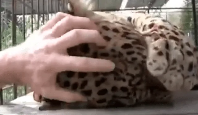 En YouTube, un hombre no tuvo miedo al pretender acariciar a un peligroso leopardo que lo sorprendió con su reacción.