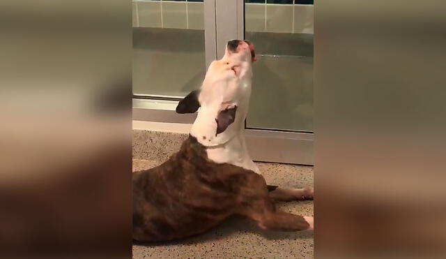 Desliza las imágenes para conocer la emotiva historia de unos perros que fueron llevados a un albergue por su dueño. Foto: DogHouse Rescue Academy/ Facebook