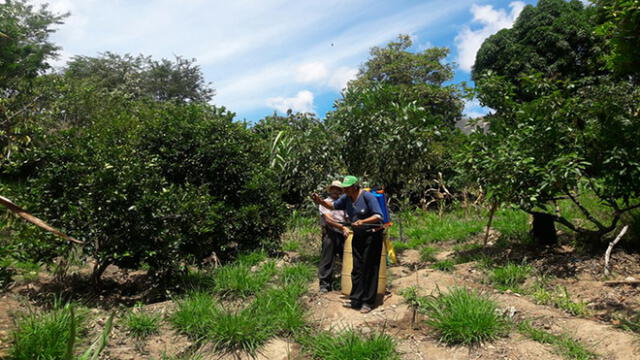 La Libertad: previenen y exterminan plagas en cultivos de Longotea