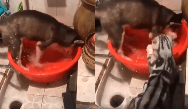 Facebook viral: gato gruñón llama la atención a perro que hacía terrible travesura [VIDEO]