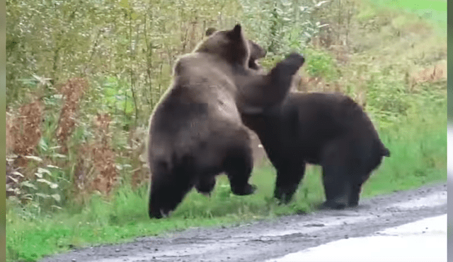 Mujer tuvo que parar su vehículo al toparse con la batalla de dos enormes osos cuando manejaba por una extensa carretera
