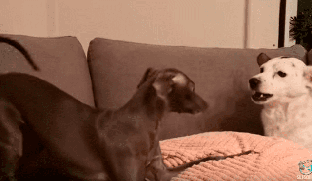 Desliza a la izquierda para ver la impresionante reacción de la perra que no quería jugar. (Foto: Facebook)