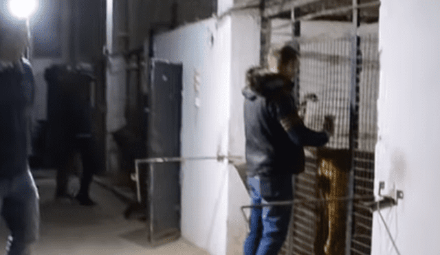 YouTube viral: audaz hombre se mete a jaula de feroces leones y sucede lo inesperado [VIDEO]