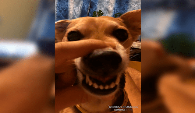 En Facebook, un joven agarró el hocico de su perro para hacer que ‘hable’ y el resultado hizo reír a miles.