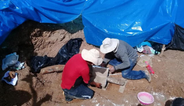 Descubren en Junín restos  de animal prehistórico  parecido al mamut