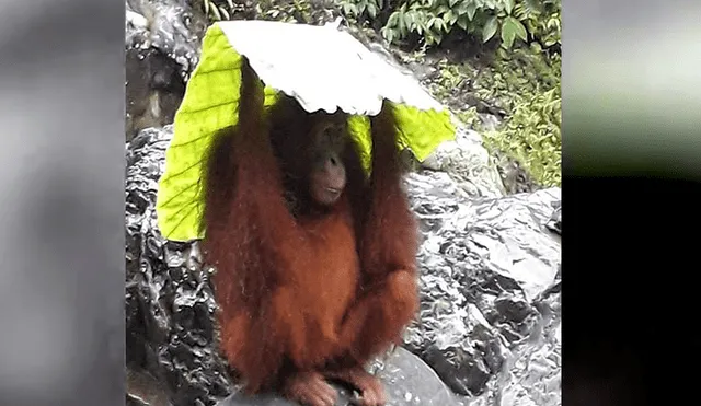 YouTube viral: mamá orangután usó enorme hoja para proteger a su bebé de las lluvias [VIDEO]