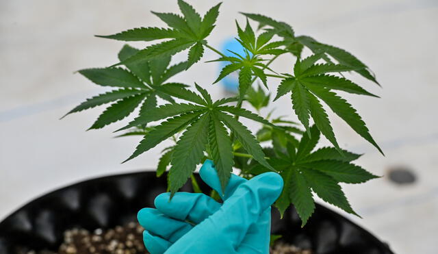 El cannabis podrá ser cultivado por los mismo pacientes, sus familiares o asociaciones. Foto: AFP
